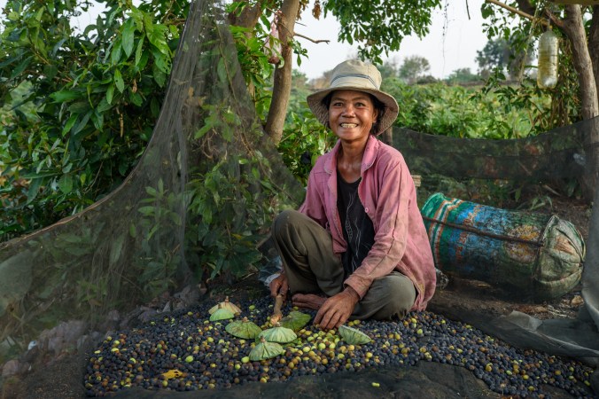 Farmer collecting the lotus seeds.