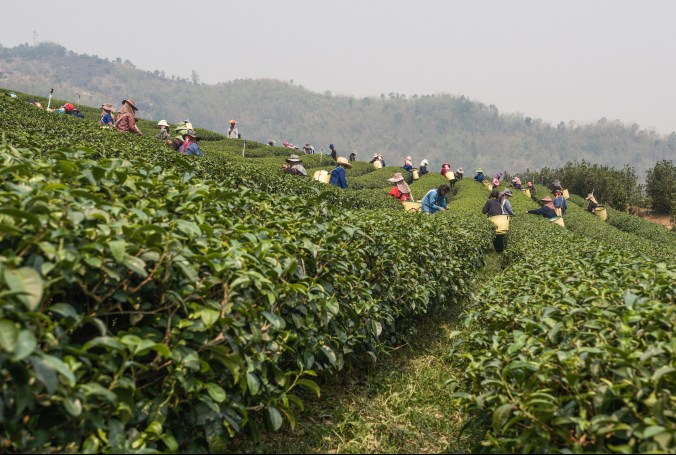 Sběrači čárových lístů